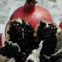 تولیدکننده پخش نهال درخت نهالستان پسته انجیرگردوقم|خدمات باغبانی و درختکاری|قم, آزادگان|دیوار