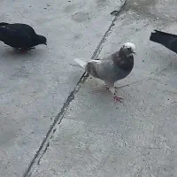 کبوتر باخ رفته