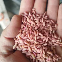 گندم بذری سم زده آزردو