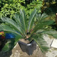 سیکاس|گل و گیاه طبیعی|تهران, شهرک هما|دیوار