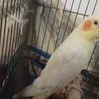 عروس هلندی لوتینو