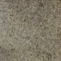 برنج جلب هاشمی|خوردنی و آشامیدنی|پارسآباد, |دیوار