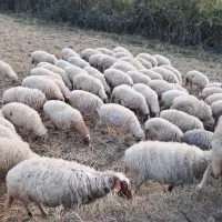 گوسفند وبز حامله سگ بره قصابی|حیوانات مزرعه|توتکابن, |دیوار