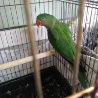 جوجه شاه طوطی رام
