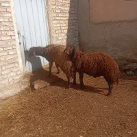 قوچ هترو|حیوانات مزرعه|ماهنشان, |دیوار