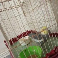 عروس هلندی|پرنده|ایرانشهر, |دیوار