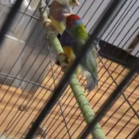 یک جفت فنچ گلدین زیبا|پرنده|تهران, نصرت|دیوار