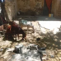 بز چاق اوچله