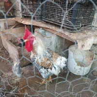 خروس|حیوانات مزرعه|خرمشهر, |دیوار