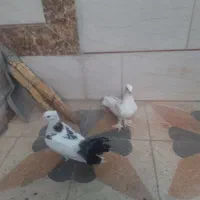 کفتر نر وماده دم سیاه و پاپر