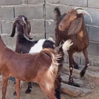 یک راس بز پاکستانی و دوراس کولارماده داشتی