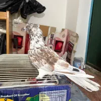 کفتر گرگی کاکلی