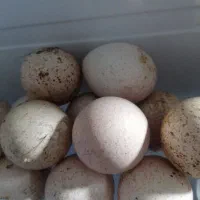 تخم بوقلمون