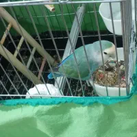 تعویض طوطی برزیلی ماده شیطون سالم بانر|پرنده|فردیس, نگارستان|دیوار