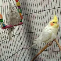 جفت عروس هلندی مولد|پرنده|اهواز, گلستان|دیوار