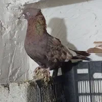 کبوتر|پرنده|وحدتیه, |دیوار