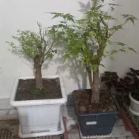 بنسای افرا ژاپنی۱۰ ساله قیمت دو سال پیش