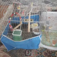 عروس هلندی نر حرف زن