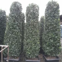 گلکده علی|گل و گیاه طبیعی|چابکسر, |دیوار