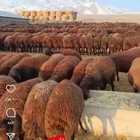 گوسفند همه نوع داریم