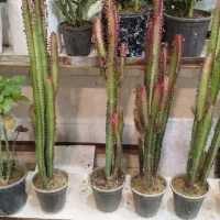 بامبوپتوس سانسوریاهمه قیمت مناسب|گل و گیاه طبیعی|مشهد, کارگران|دیوار