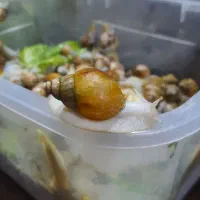 حلزون های پرورشی کلاژن ساز|خزنده|ممقان, |دیوار