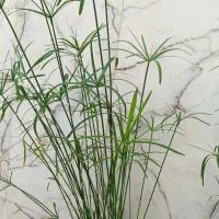 نخل مرداب و  گل یخ|گل مصنوعی|مشهد, رضاشهر|دیوار