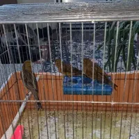 فروش ۳ عدد قناری روبه مستی