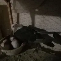 کبوتر کفتر جفتگاه کلاغ کربلایی|پرنده|شاندیز, |دیوار