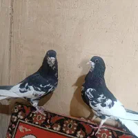 یه جفت نر ماده شهری|پرنده|شیراز, حومه شیراز|دیوار