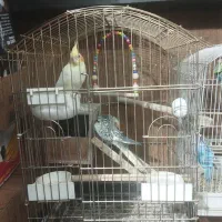 عروس هلندی نر و ماده