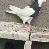 کبوتر طوقی معاوزع هم دارم با ماده