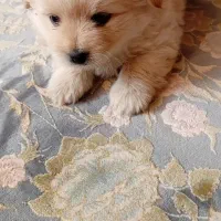 توله اشپیتز پامر