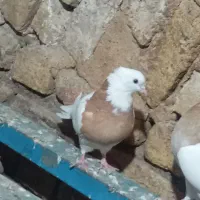 کبوتر کله زرد و طوقی