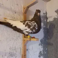 کبوتر رنگی قلدور