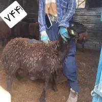 بره قوچ و شیشک همو افشار و قزل افشار|حیوانات مزرعه|مشهد, دانشجو|دیوار