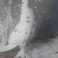 کبوترکله وتهرانی ماده