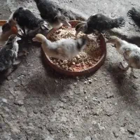 فروش اردک اسرائیلی ۲ماهه|حیوانات مزرعه|لوندویل, |دیوار