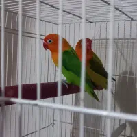 کوتوله رنگ خاصت