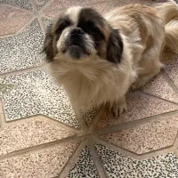 نژاد سگ سوپر فلت|سگ|یزد, |دیوار