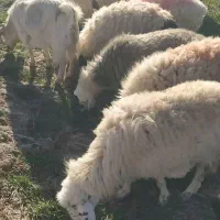 هفت میش زایده وابست