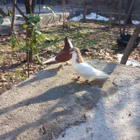 جفتگاه ساده چپ خال