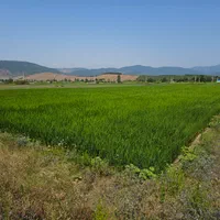 ۲۵۰۰ متر زمین شالیزاری