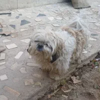 سگ خانگی|سگ|میاندوآب, |دیوار