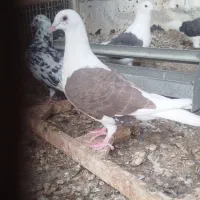 کبوتر|پرنده|برازجان, |دیوار