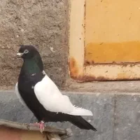 کبوتر سینه‌ای