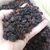 کشمش اصل ملکان|خوردنی و آشامیدنی|بانه, |دیوار
