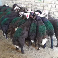 گوسفند نرینه قره قزل دامداری میلاد نجبائی