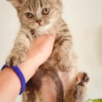 بریتیش گلد تبی