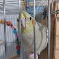 عروس هلندی|پرنده|برازجان, |دیوار